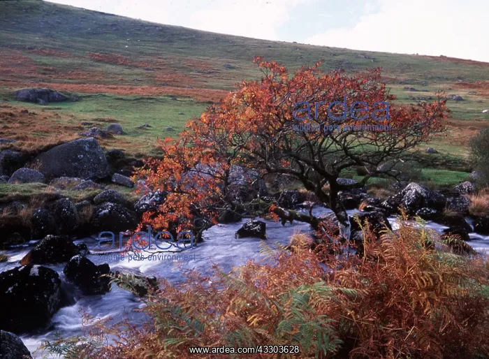 : ROWAN / Mountain Ash : ROWAN / Mountain Ash