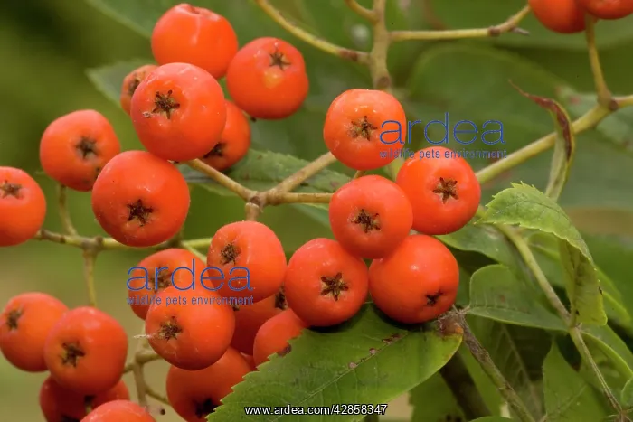 : Rowan or mountain ash berries : Rowan or mountain ash berries
