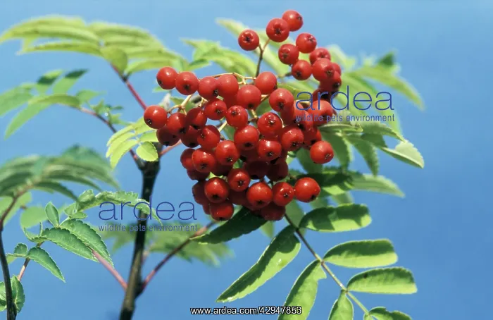 : Rowan / Mountain Ash - berries : Rowan / Mountain Ash - berries
