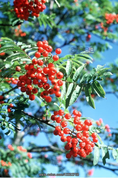 : ROWAN / Mountain Ash - berries : ROWAN / Mountain Ash - berries