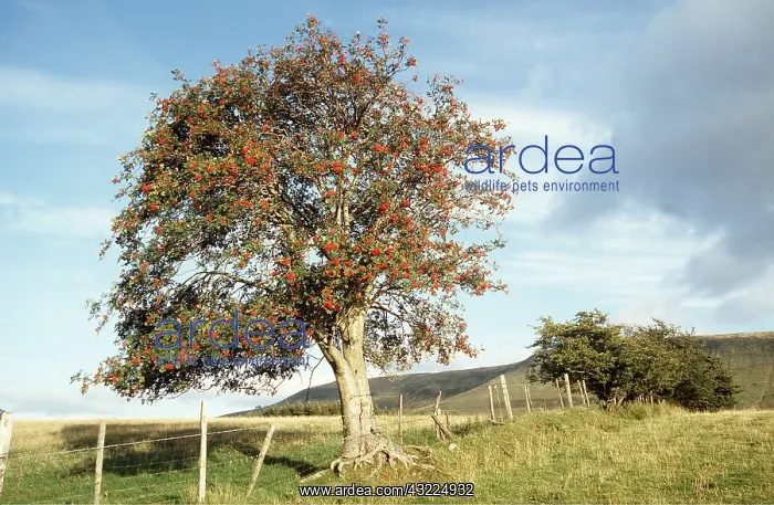 : ROWAN / Mountain Ash - in fruit : ROWAN / Mountain Ash - in fruit