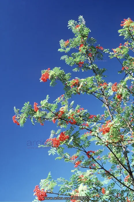 : ROWAN / Mountain Ash - in fruit : ROWAN / Mountain Ash - in fruit