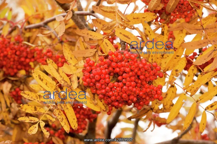: Rowan (mountain ash) in fruit, with autumn colour : Rowan (mountain ash) in fruit, with autumn colour
