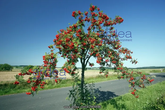 : Rowan / Mountain Ash - ripened berries on roadside tree : Rowan / Mountain Ash - ripened berries on roadside tree