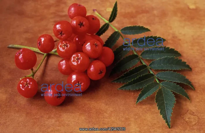 : Rowan, Sorbus aucuparia : Rowan, Sorbus aucuparia