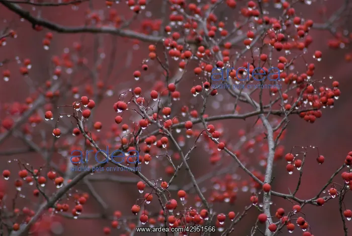 : Rowan, Sorbus aucuparia : Rowan, Sorbus aucuparia