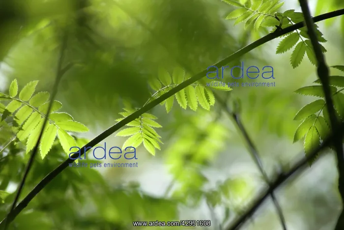 : Rowan, Sorbus aucuparia : Rowan, Sorbus aucuparia