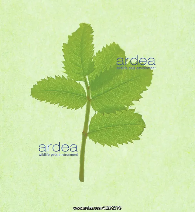: Rowan, Sorbus aucuparia : Rowan, Sorbus aucuparia