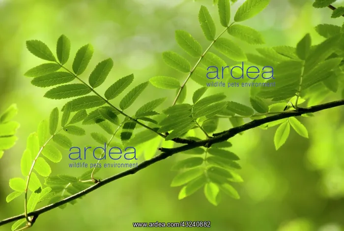 : Rowan, Sorbus aucuparia