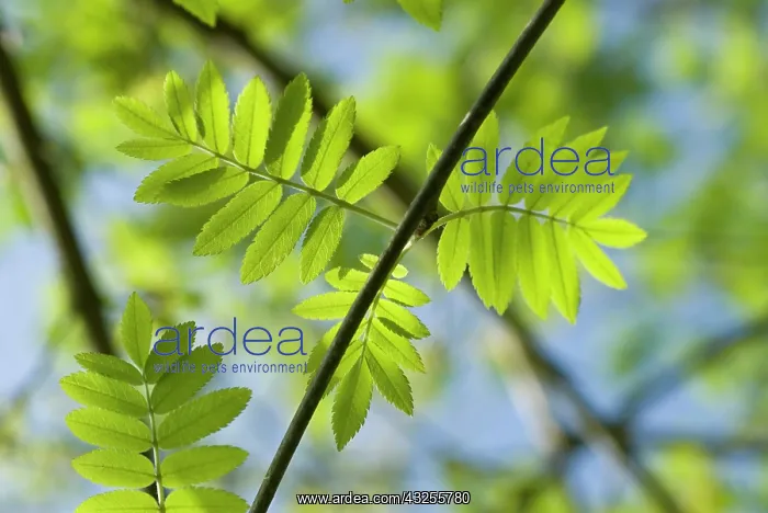: Rowan, Sorbus aucuparia : Rowan, Sorbus aucuparia