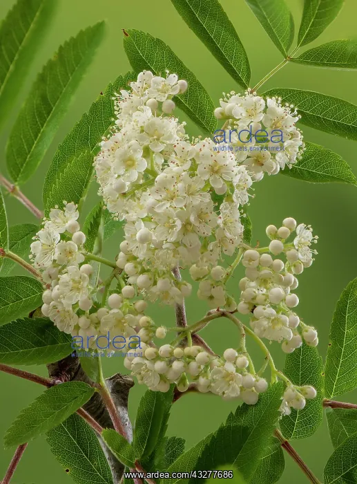 : Rowan, Sorbus aucuparia, in flower in spring : Rowan, Sorbus aucuparia, in flower in spring
