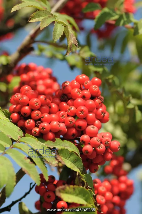 : Rowan, Sorbus aucuparia, Mass of red coloured berries growin : Rowan, Sorbus aucuparia, Mass of red coloured berries growin