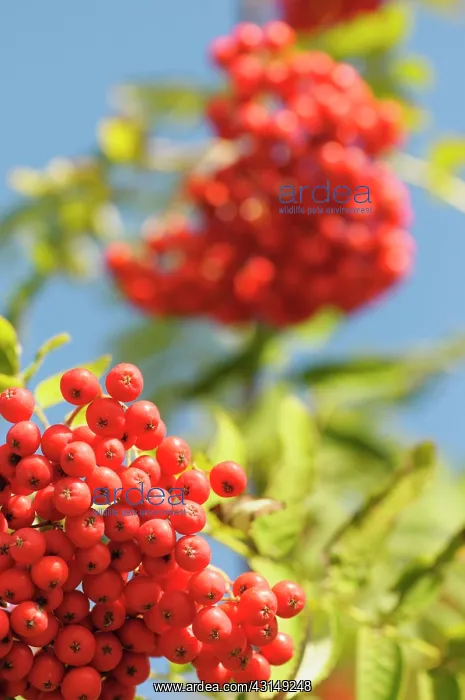 : Rowan, Sorbus aucuparia, Mass of red coloured berries growin : Rowan, Sorbus aucuparia, Mass of red coloured berries growin