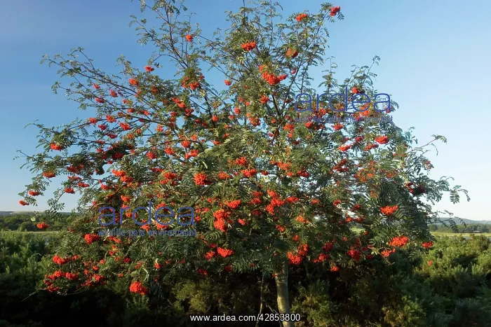: Rowan tree - in full fruit, on heathland : Rowan tree - in full fruit, on heathland