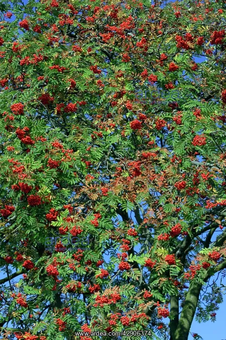  : Rowan Tree  /  Mountain Ash - Ripe berries in autumn