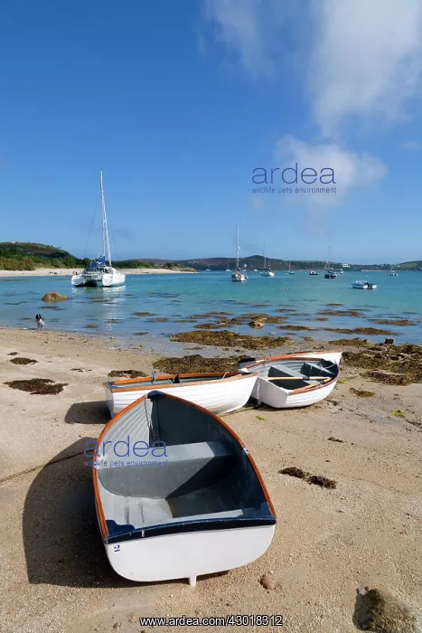 : Rowing Boats on Beach : Rowing Boats on Beach