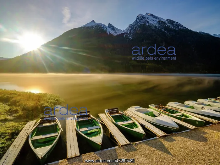 : Rowing boats at Hintersee with morning fog at sunrise : Rowing boats at Hintersee with morning fog at sunrise