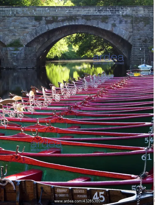 : Rowing Boats Moored by High Bridge on the River : Rowing Boats Moored by High Bridge on the River