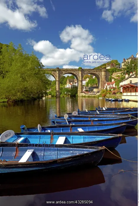 : Rowing boats on the River Nidd, Knaresborough, North : Rowing boats on the River Nidd, Knaresborough, North