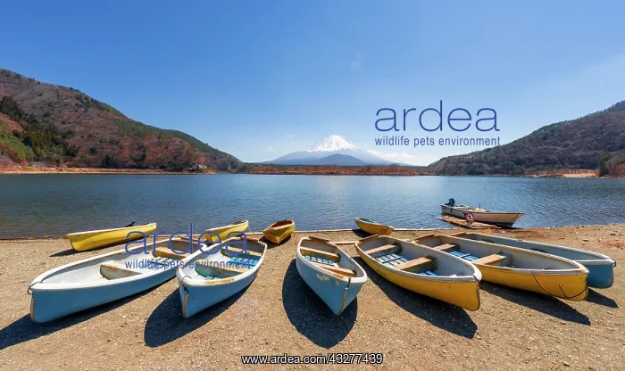 : Rowing boats on the shore, view over a lake to the : Rowing boats on the shore, view over a lake to the