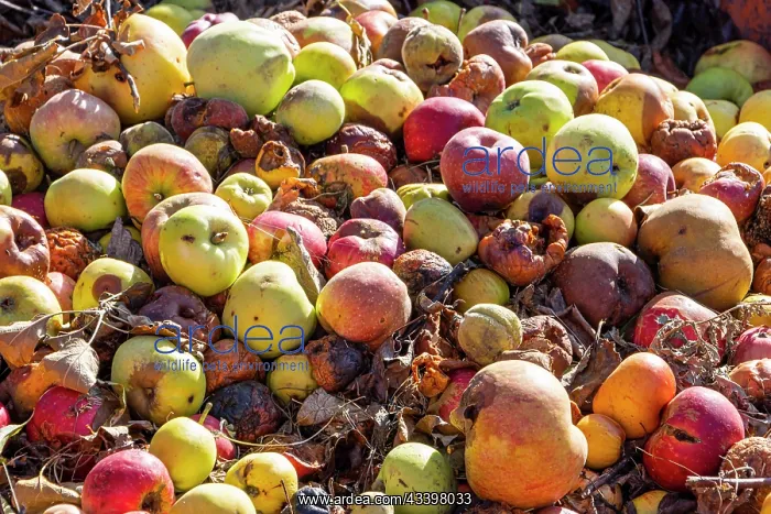 : Rowing of spoiled apples, Malus domestica : Rowing of spoiled apples, Malus domestica