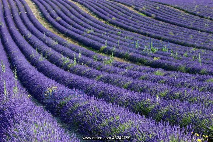 : Rows of colorful lavender along the Valensole : Rows of colorful lavender along the Valensole