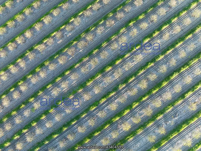 : Rows of cultivated almond trees (Prunus dulcis) : Rows of cultivated almond trees (Prunus dulcis)