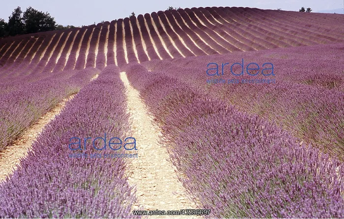 : Rows of lavender in a field : Rows of lavender in a field