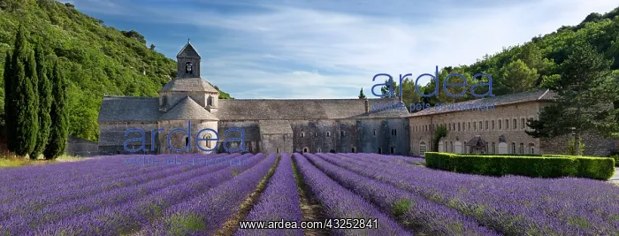 : Rows of lavender lead to Abbaye de Senanque : Rows of lavender lead to Abbaye de Senanque