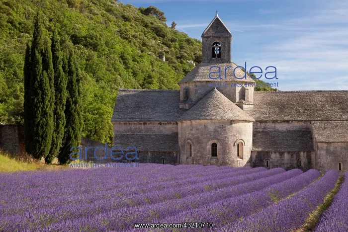 : Rows of lavender leading to Abbaye de Senanque : Rows of lavender leading to Abbaye de Senanque