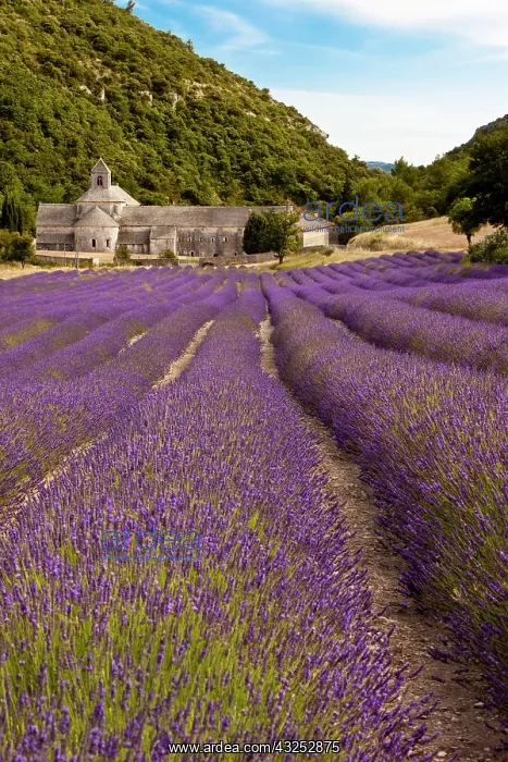 : Rows of lavender leading to the historic : Rows of lavender leading to the historic