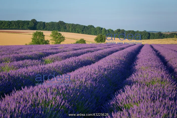 : Rows of lavender near Snowshill, the Cotswolds : Rows of lavender near Snowshill, the Cotswolds
