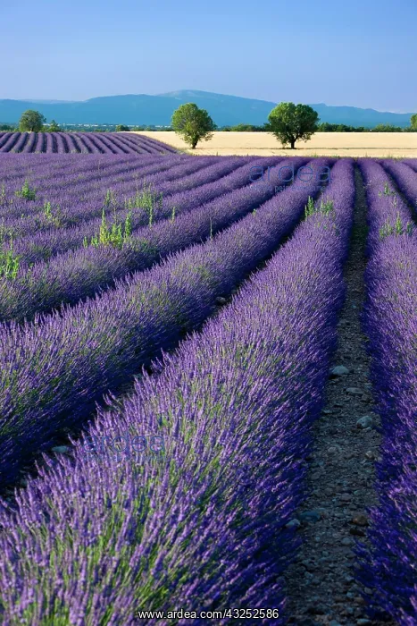: Rows of Lavender and wheat fields converge : Rows of Lavender and wheat fields converge