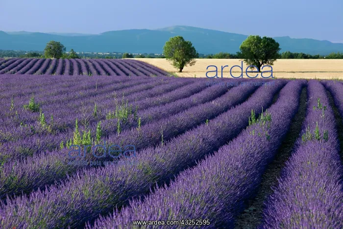 : Rows of Lavender and wheat fields converge : Rows of Lavender and wheat fields converge