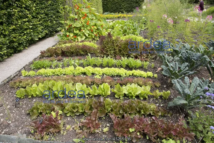 : Rows of lettuce in well stocked vegetable garden : Rows of lettuce in well stocked vegetable garden
