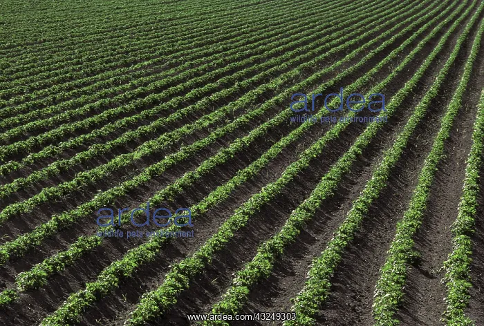 : Rows of potato plants in Southern Oregon : Rows of potato plants in Southern Oregon