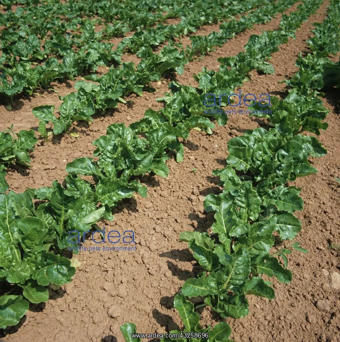 : Rows of Sugar Beet (Beta vulgaris) : Rows of Sugar Beet (Beta vulgaris)