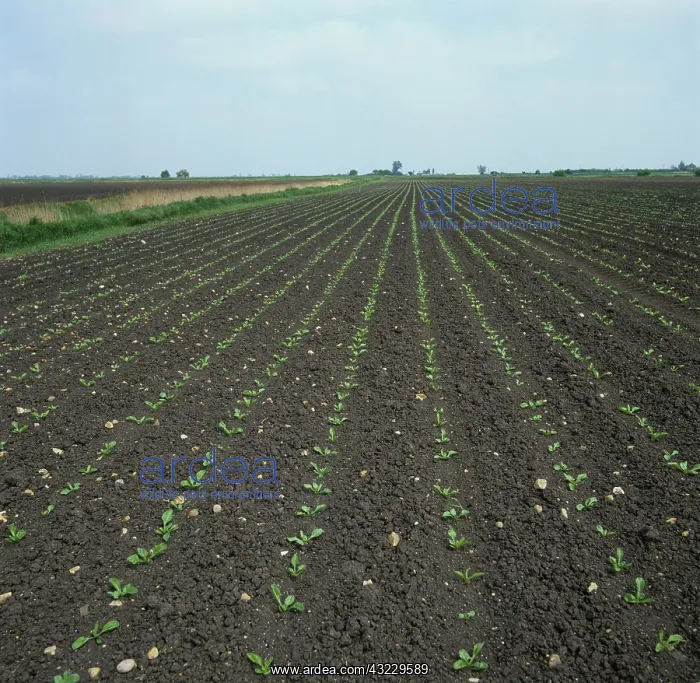 : Rows of Sugar Beet (Beta vulgaris) seedlings : Rows of Sugar Beet (Beta vulgaris) seedlings