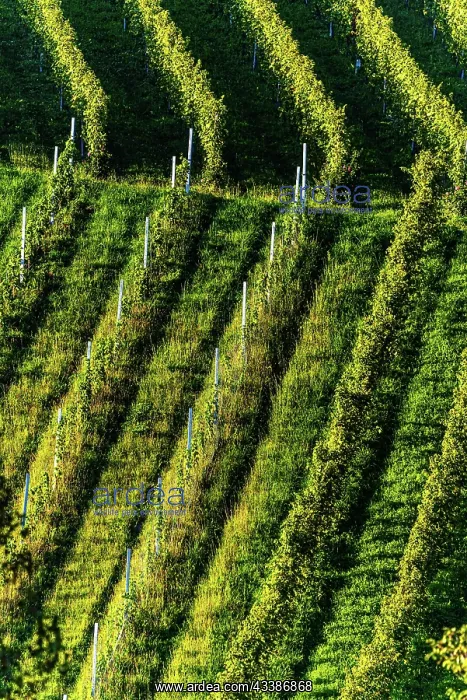 : Rows Of Vineyard Grape Vines. Autumn Landscape With : Rows Of Vineyard Grape Vines. Autumn Landscape With