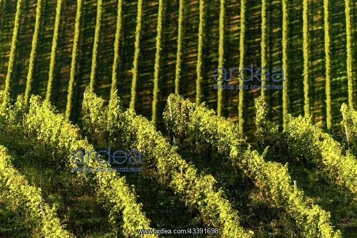 : Rows Of Vineyard Grape Vines. Autumn Landscape With : Rows Of Vineyard Grape Vines. Autumn Landscape With