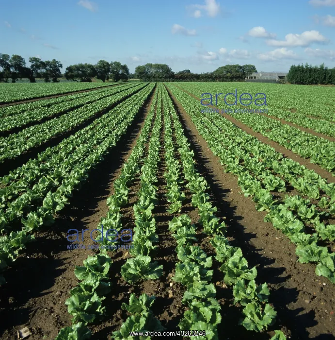 : Rows of young lettuces in a crop, Berkshire : Rows of young lettuces in a crop, Berkshire
