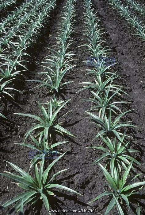 : Rows of a young pineapple crop : Rows of a young pineapple crop