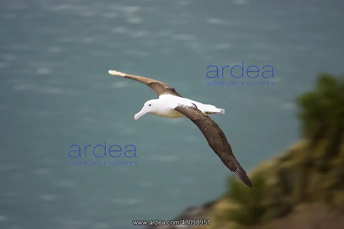: Royal Albatross : Royal Albatross