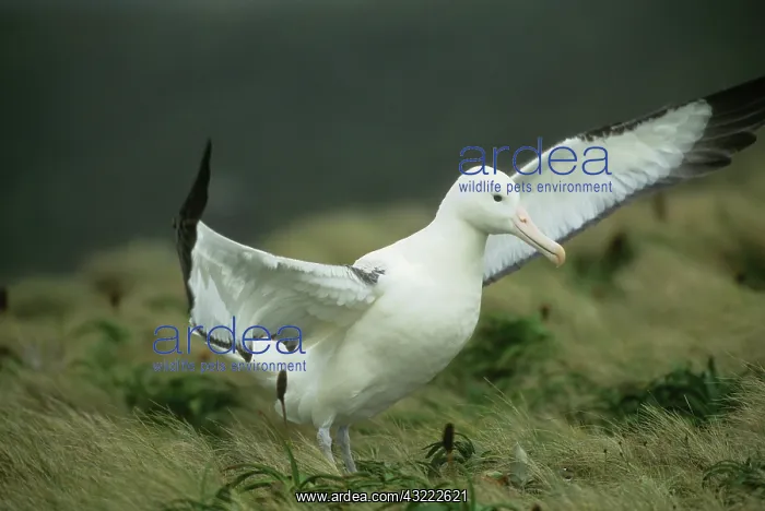 : Royal Albatross (Diomedea epomophora) Campbell : Royal Albatross (Diomedea epomophora) Campbell