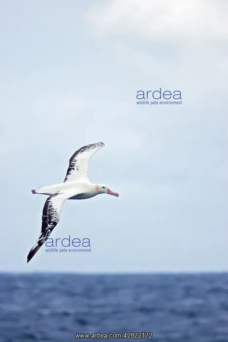 : Royal Albatross - In flight over sea : Royal Albatross - In flight over sea