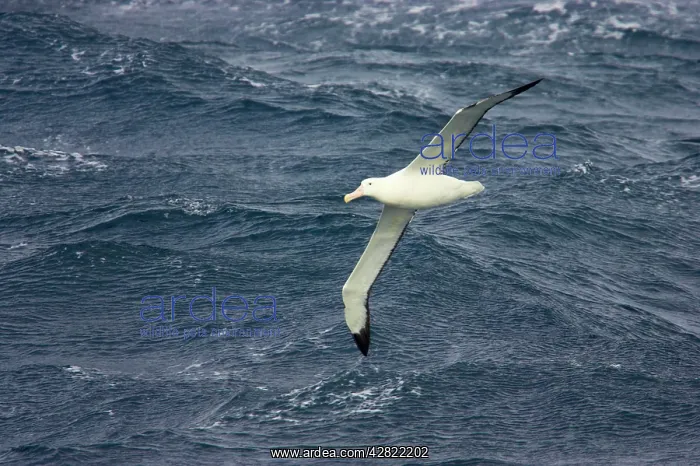 : Royal Albatross - In flight over sea : Royal Albatross - In flight over sea