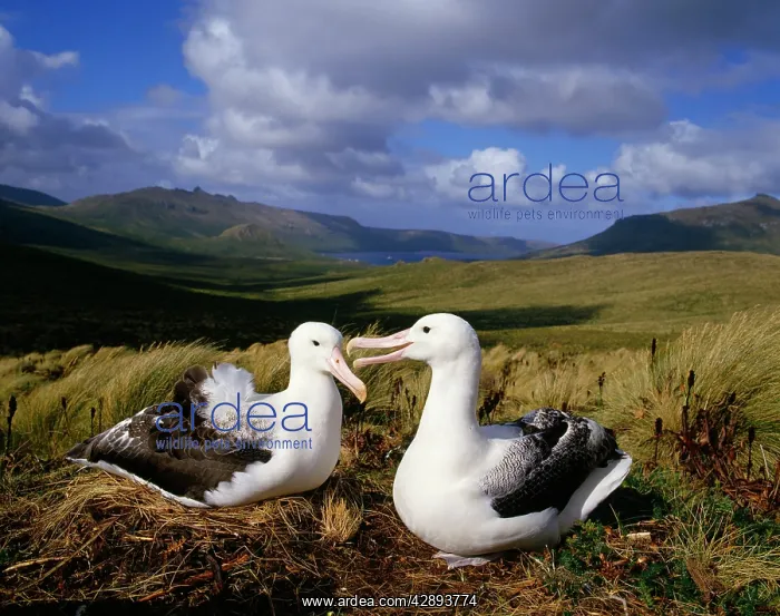 : ROYAL ALBATROSS - Pair at nest : ROYAL ALBATROSS - Pair at nest
