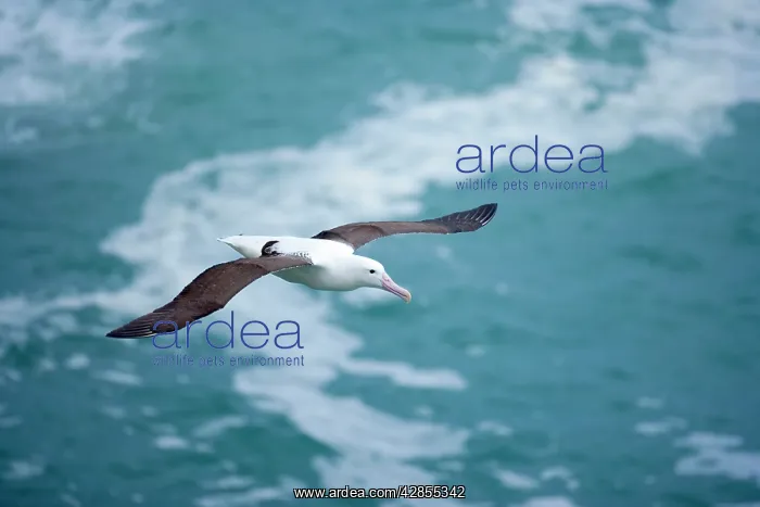 : Royal Albatross - soaring above the ocean : Royal Albatross - soaring above the ocean