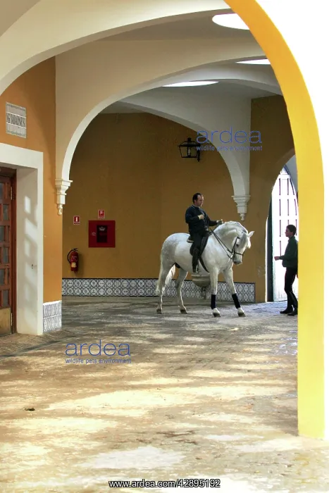  : The Royal Andalusian School of Equestrian Art (The
