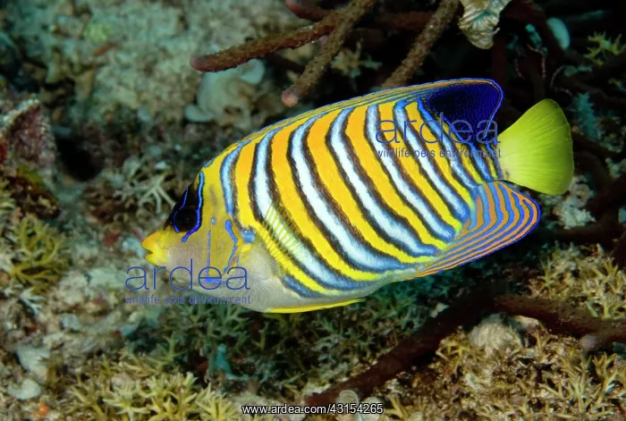 : Royal Angelfish : Royal Angelfish